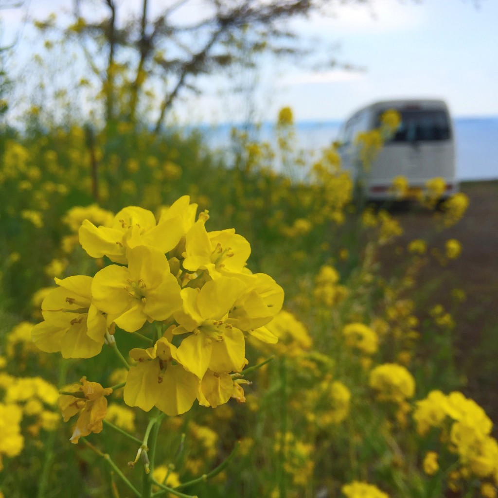 桜だけでなく菜の花も綺麗ですよね。