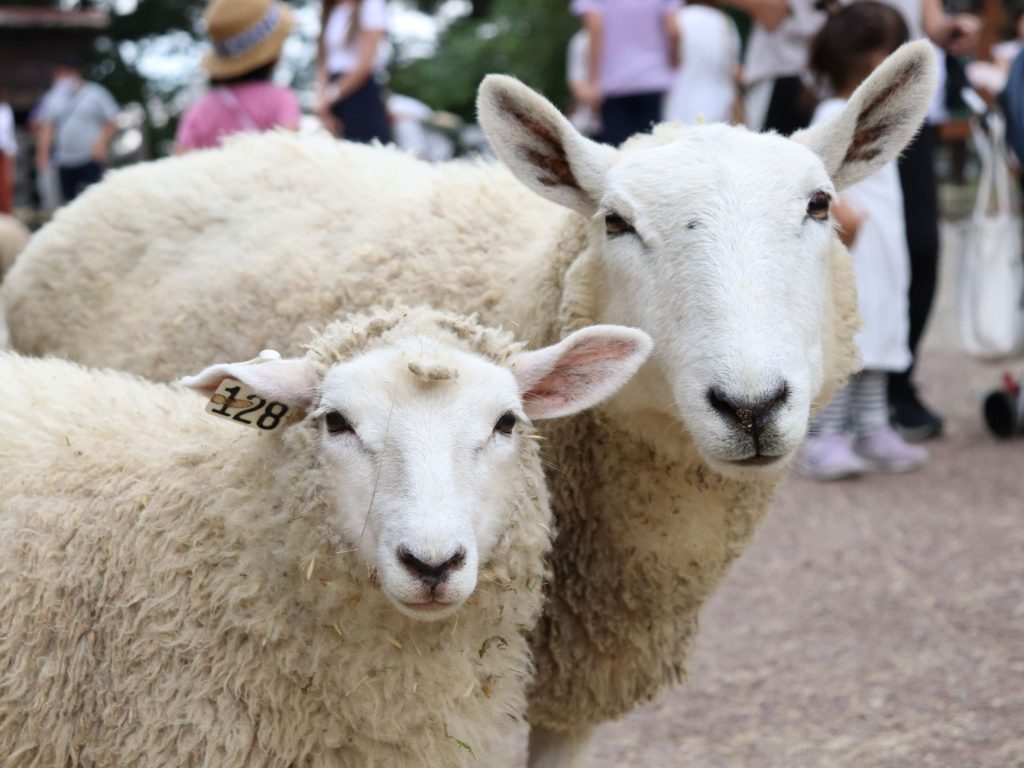 ブリティッシュメイド 札幌店 ヒツジが大好き！神戸なら「六甲山牧場」、札幌からなら「えこりん村」が一推し