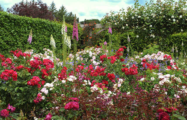 イギリス人にとってのアイデンティティ 美しき英国式庭園とバラを巡る歴史とショートトリップ British Made
