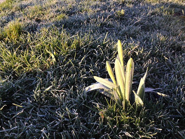 庭に植えた水仙