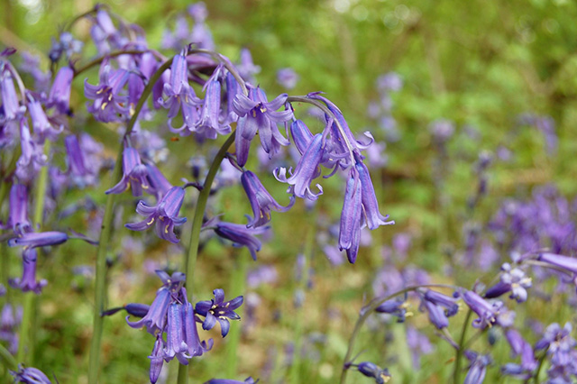 イギリスで春のお花見ーブルーベルの森へ British Made