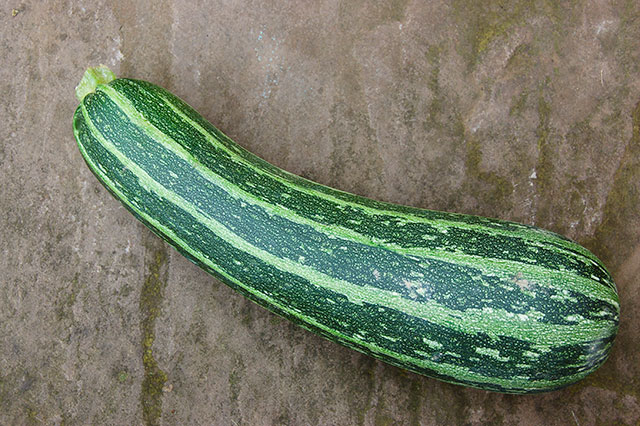 20170921_courgette5---1