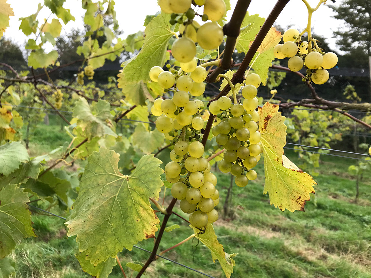 Limeburn Hill Vineyard