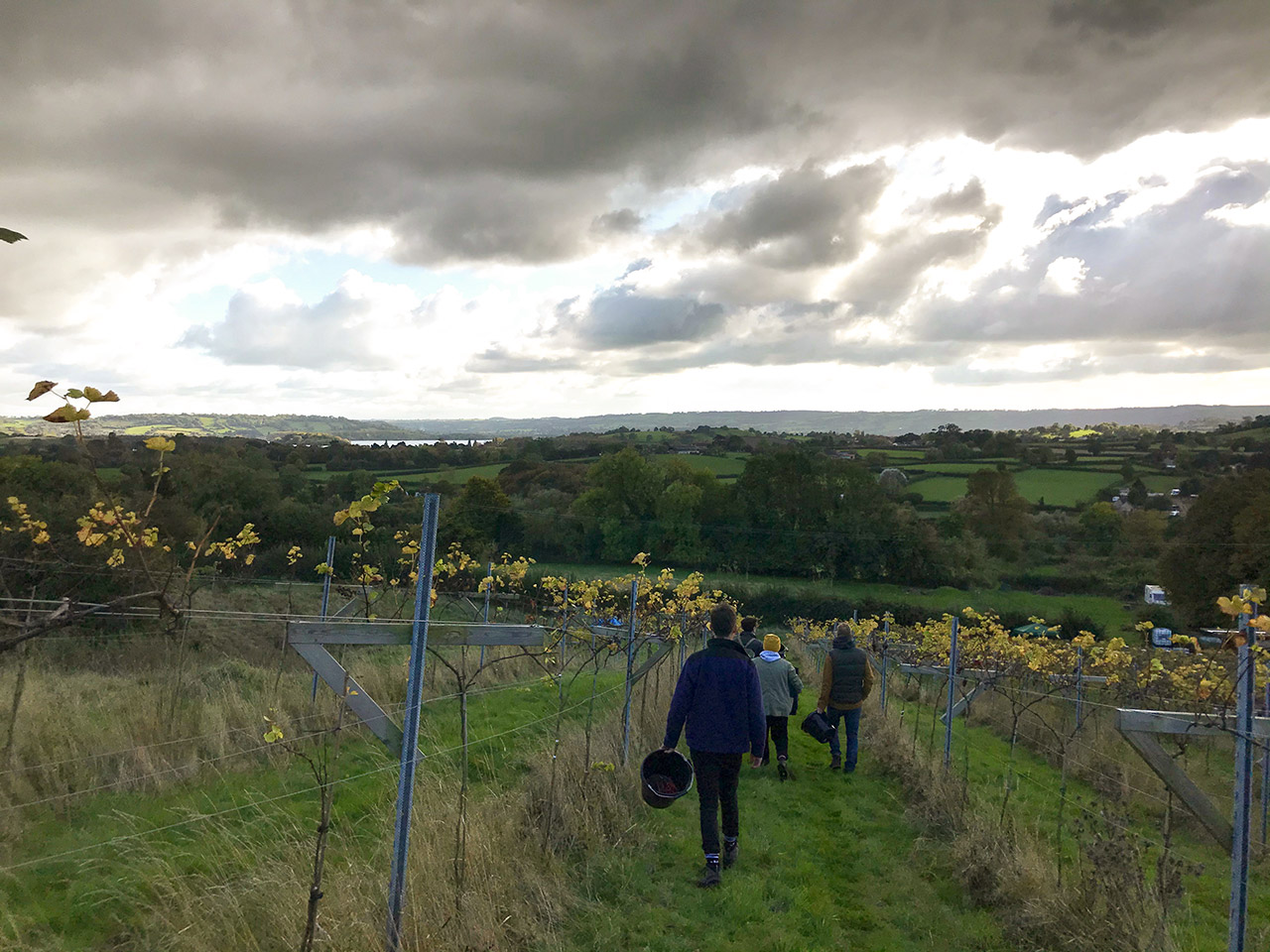 Limeburn Hill Vineyard