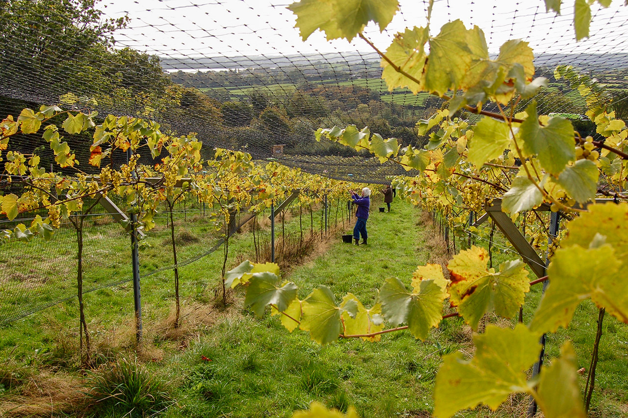 Limeburn Hill Vineyard