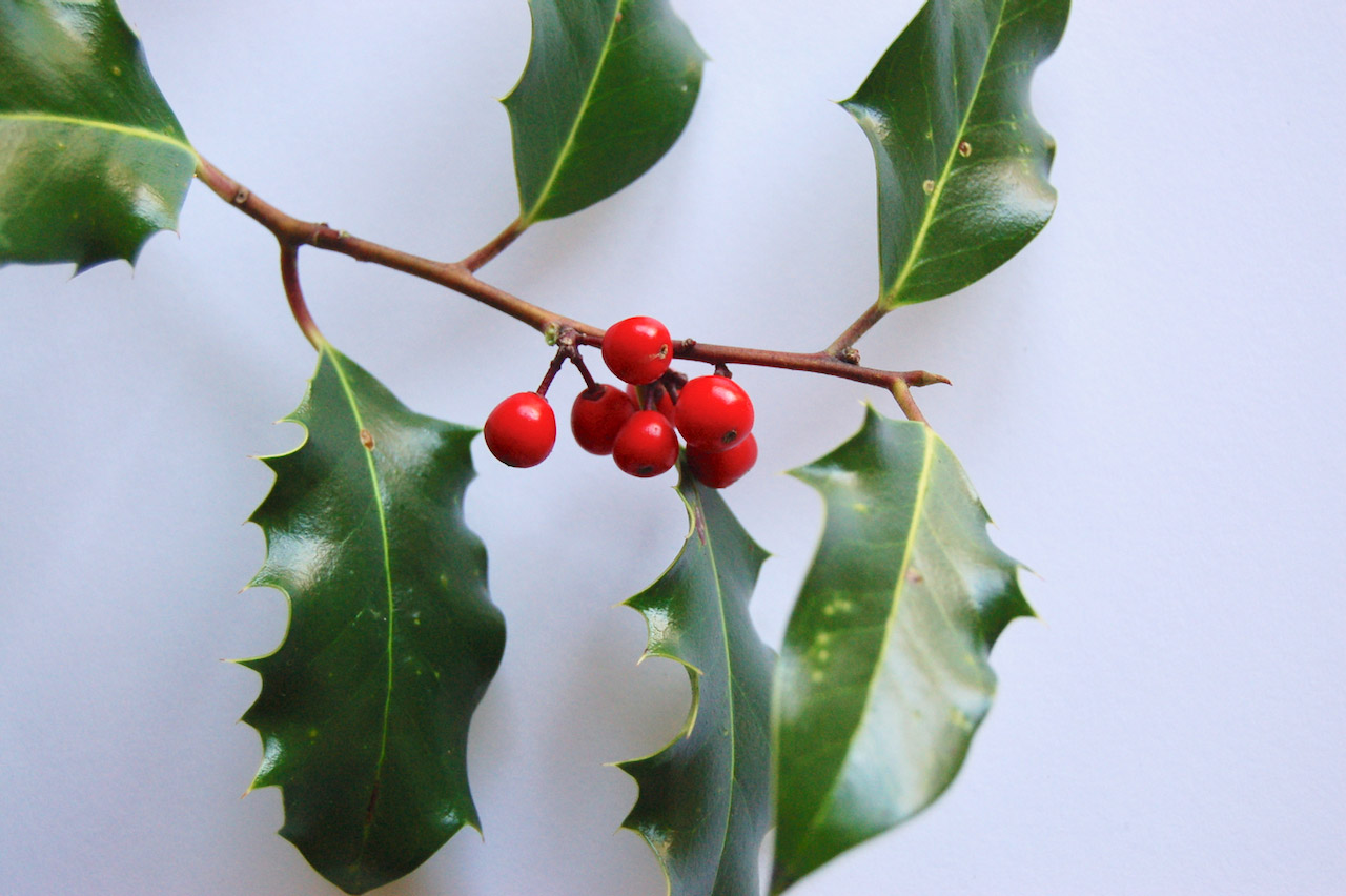 マジカルなイギリスのクリスマスを彩る植物とは British Made