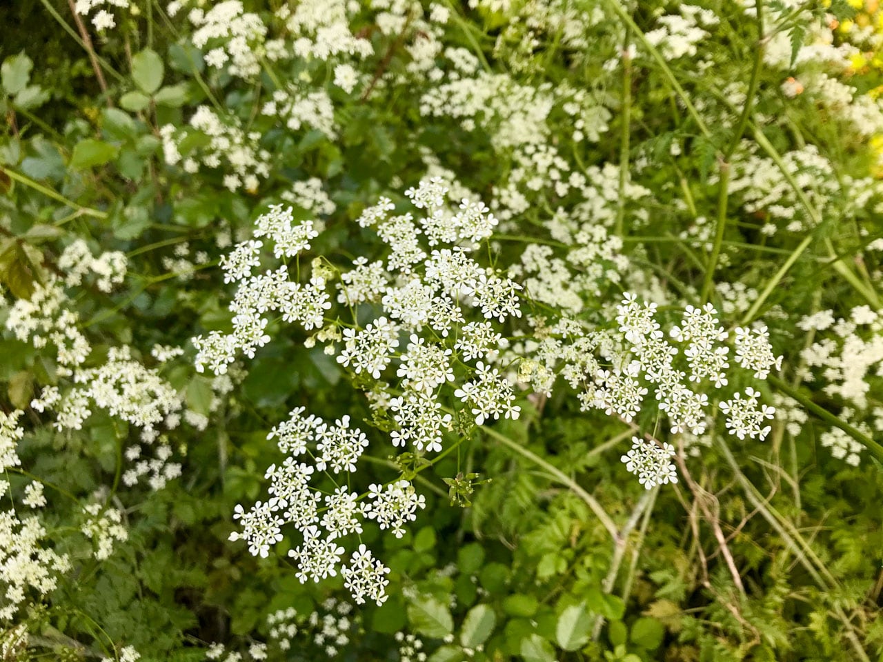 花と緑が輝く5月 ロックダウン中のイギリスで野生植物の美しさに気づく British Made