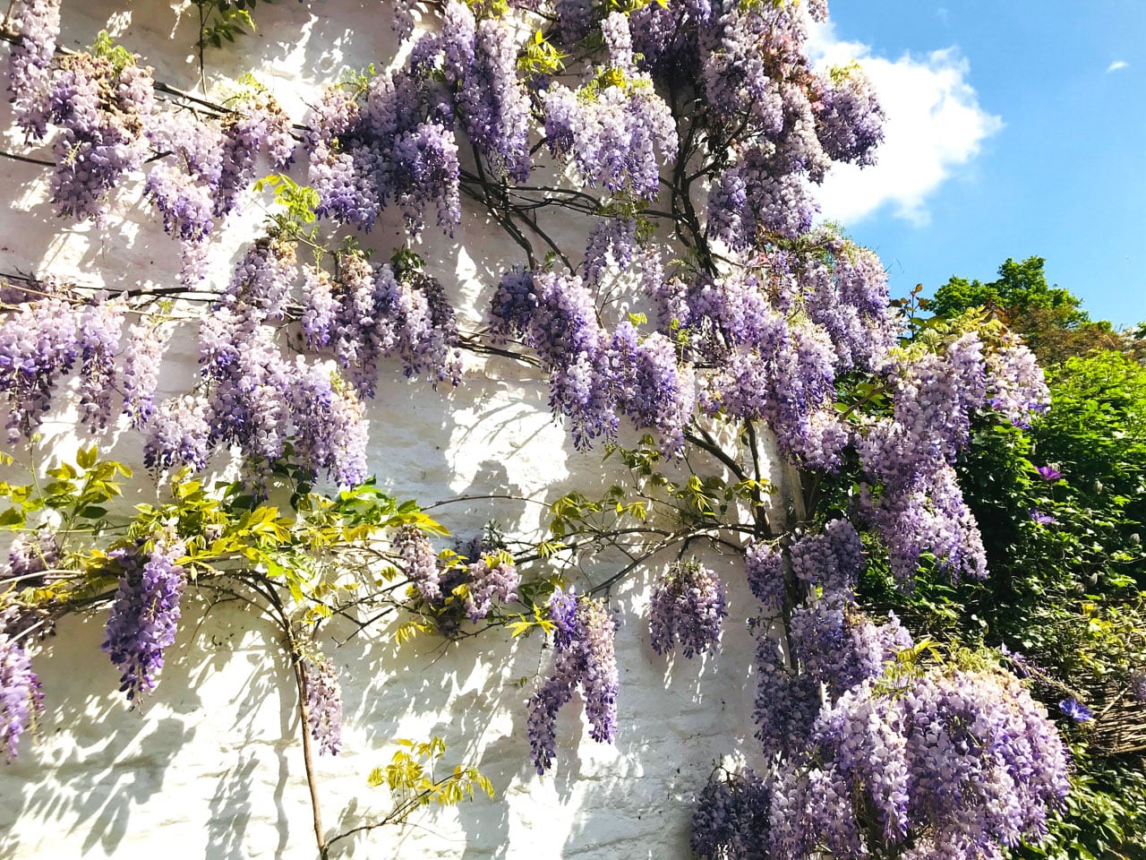 花と緑が輝く5月 ロックダウン中のイギリスで野生植物の美しさに気づく British Made