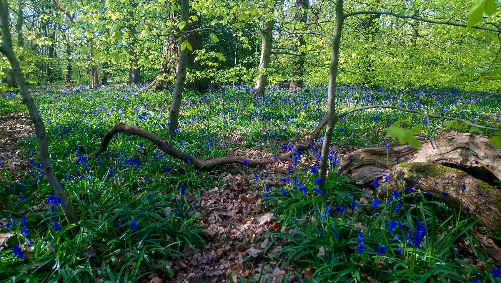 イギリスの植物