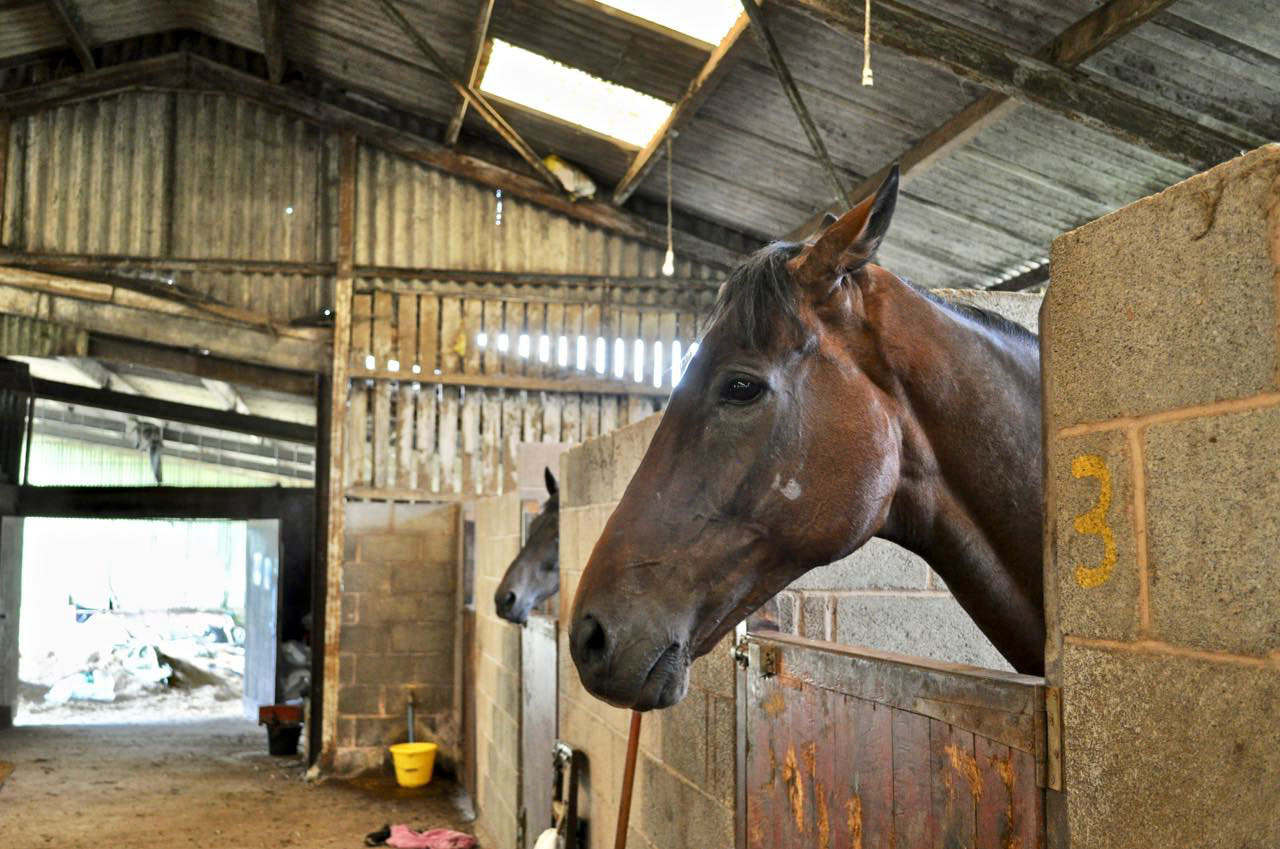 競馬トレーニング・センター