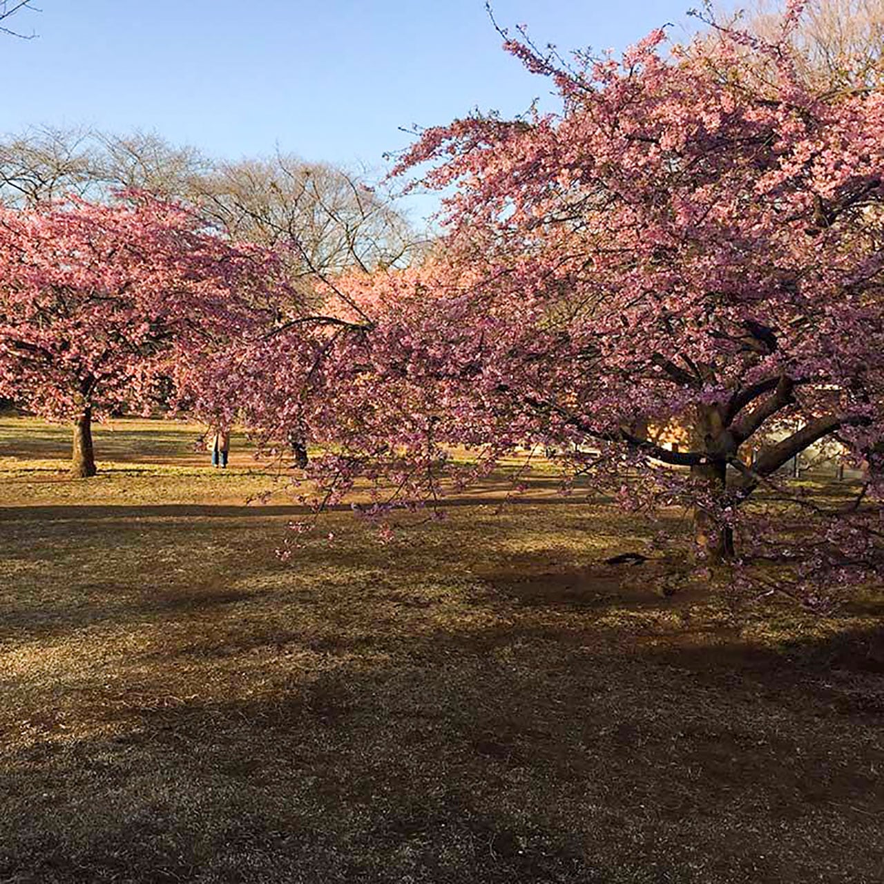 代々木公園