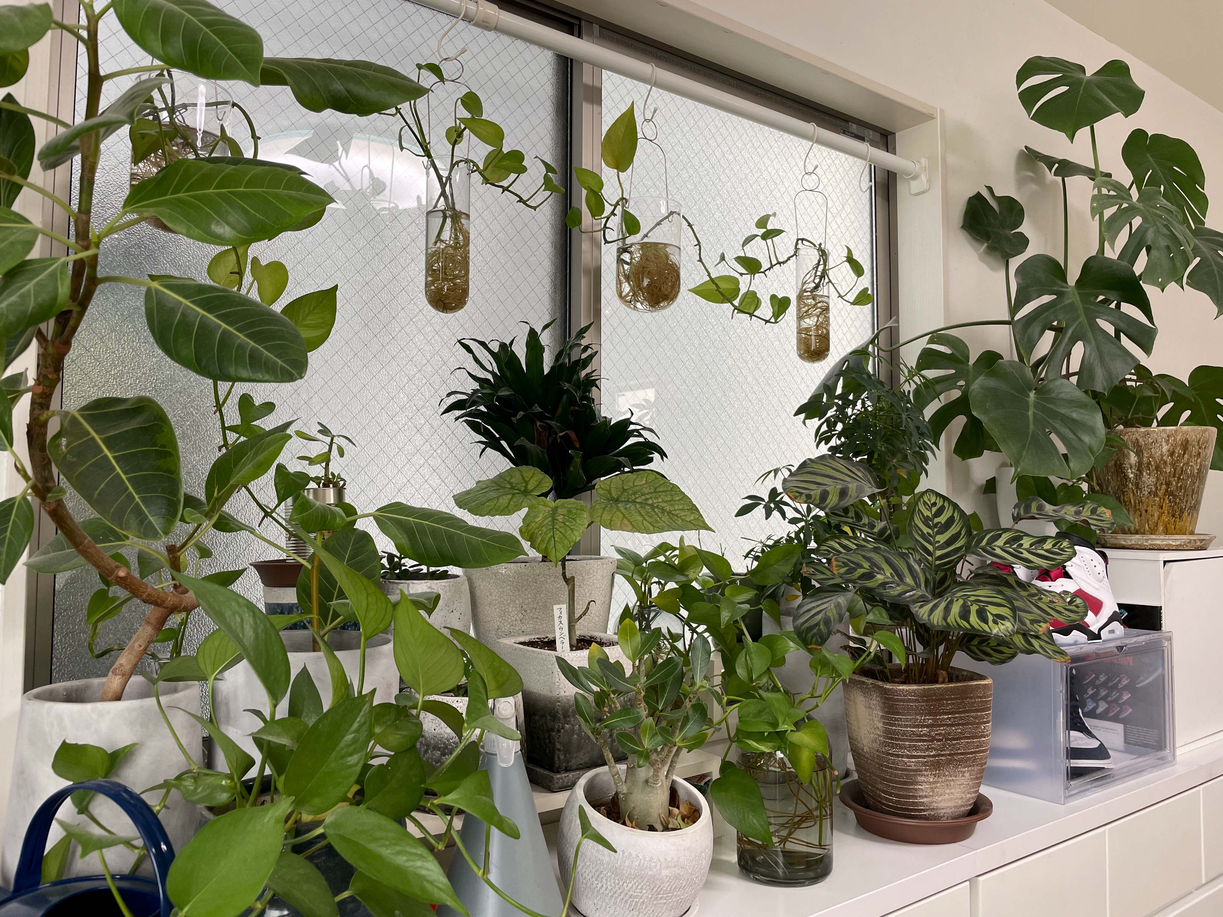 自宅にある植物たち
