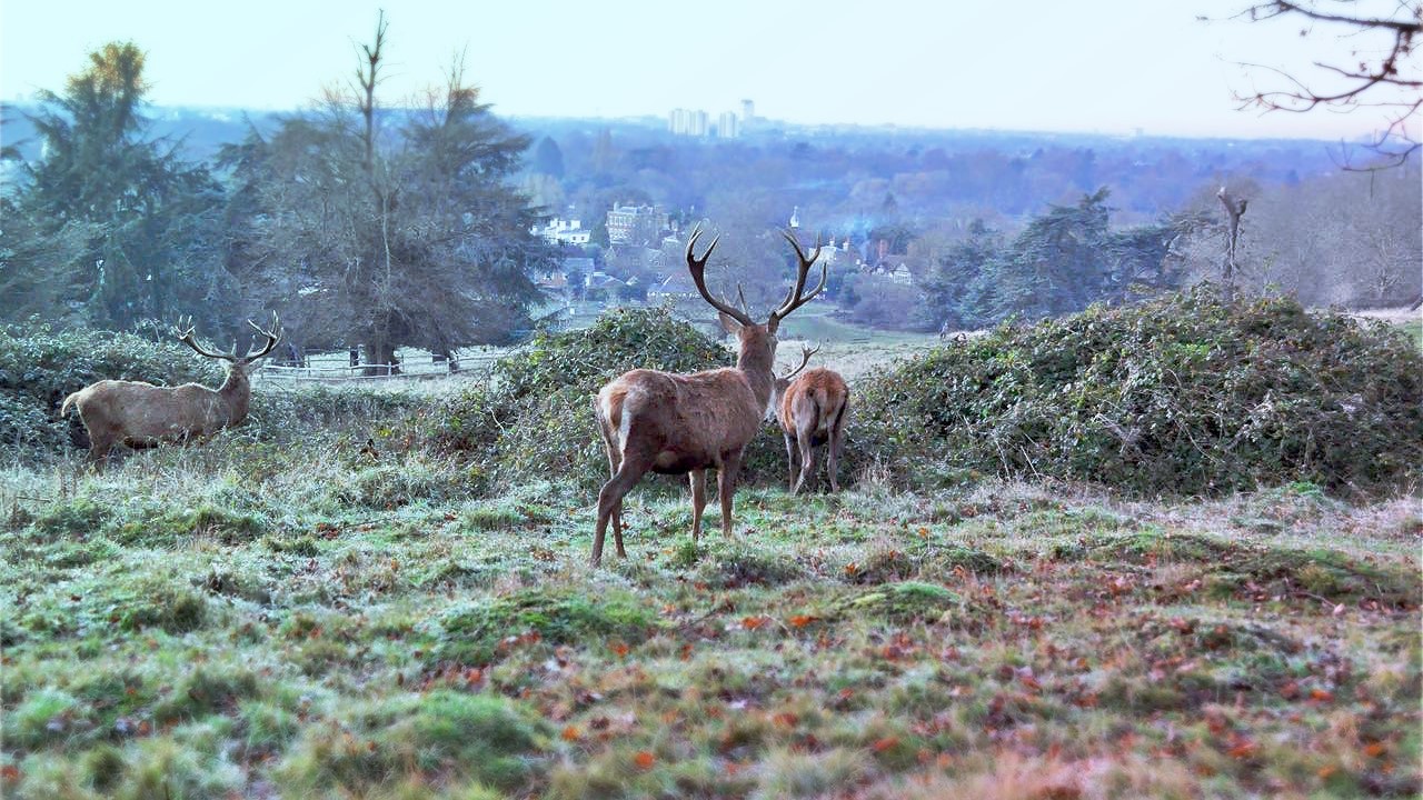 鹿のトナカイとファーザー・クリスマスのお話 | BRITISH MADE