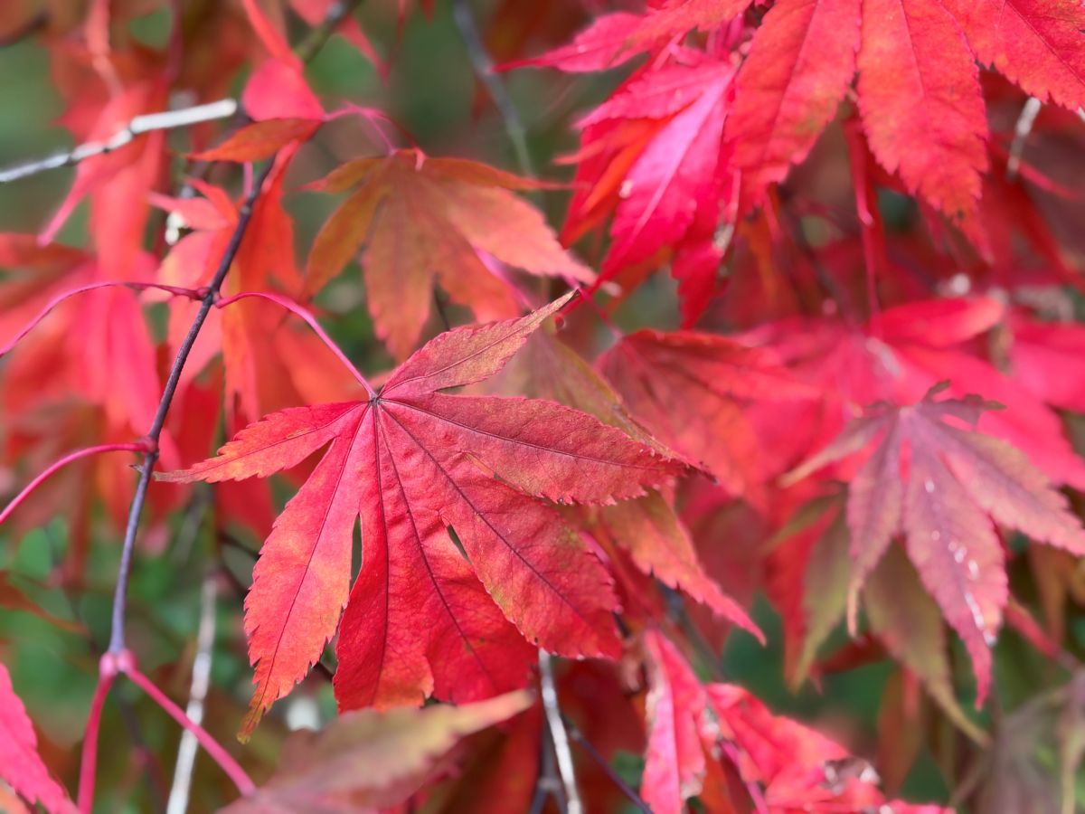 マクギネス真美　バース　ジェーンオースティン　イギリス旅行　英国旅行